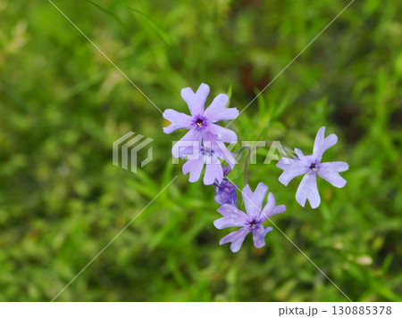 シバザクラのある風景 130885378