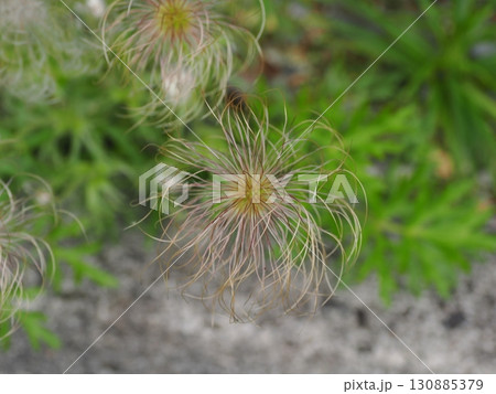 翁草のある風景 130885379