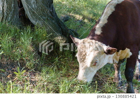Hereford bull gracefully bends its head to savor the lush, green grass in a sprawling pastoral setting Hereford bull gracefully bends its head to savor the lush, green grass in a sprawling pastoral setting 130885421