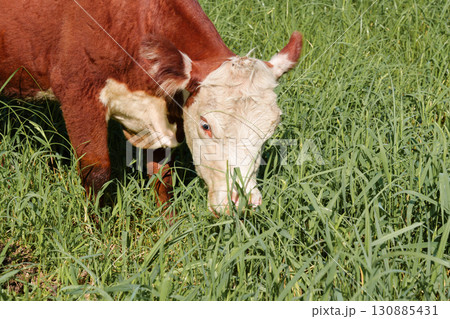 Hereford Grazing in the Pasture 130885431