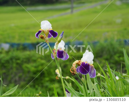 ジャーマンアイリスのある風景 ジャーマンアイリスのある風景 130885510