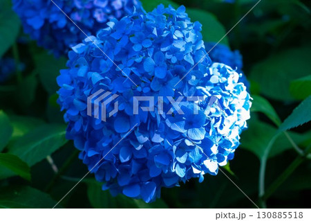 青い紫陽花 130885518