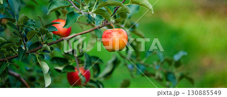 美味しそうな真っ赤に実ったりんごの実 130885549