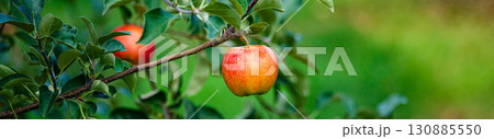 美味しそうな真っ赤に実ったりんごの実 130885550