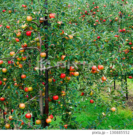 美味しそうな真っ赤に実ったりんごの実 美味しそうな真っ赤に実ったりんごの実 130885552
