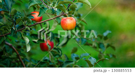 美味しそうな真っ赤に実ったりんごの実 130885553