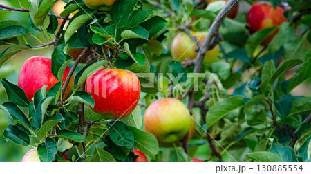 美味しそうな真っ赤に実ったりんごの実 130885554