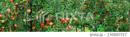 美味しそうな真っ赤に実ったりんごの実 130885557