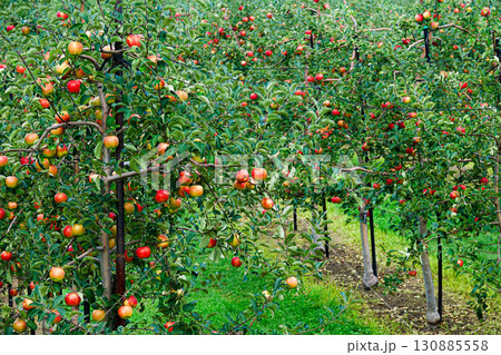 美味しそうな真っ赤に実ったりんごの実 130885558