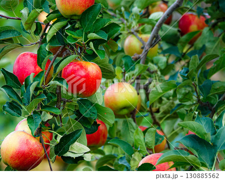 美味しそうな真っ赤に実ったりんごの実 130885562