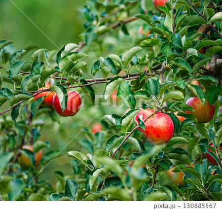 美味しそうな真っ赤に実ったりんごの実 130885567