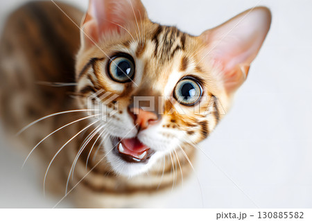驚いた表情のベンガル猫。美しい模様と大きな青い瞳のかわいいペットポートレート 驚いた表情のベンガル猫。美しい模様と大きな青い瞳のかわいいペットポートレート 130885582