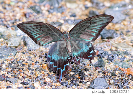 カラスアゲハの雄 カラスアゲハの雄 130885724
