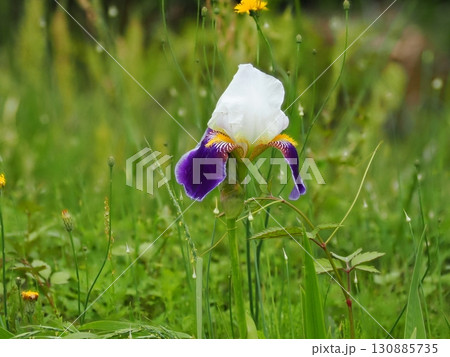 ジャーマンアイリスのある風景 ジャーマンアイリスのある風景 130885735