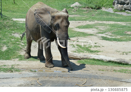歩くアフリカゾウ 歩くアフリカゾウ 130885875