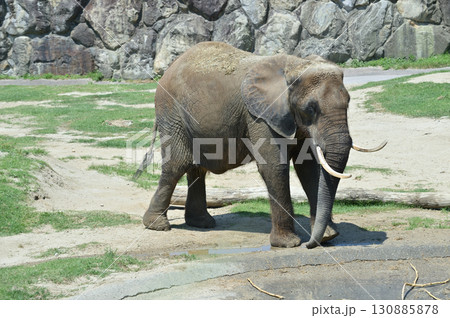 歩くアフリカゾウ 歩くアフリカゾウ 130885878