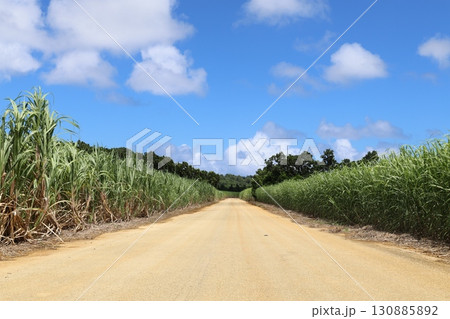 サトウキビ畑が広がる沖縄の道 130885892