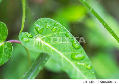 夏の雨降り　草の葉に輝く雫02 130886015