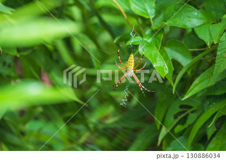 夏の山　叢のナガコガネグモ02 130886034