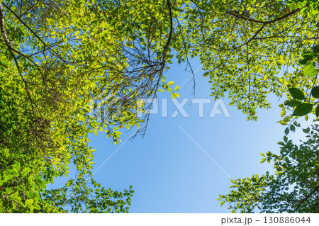 夏の風景　森から見上げた青空と木々08 130886044