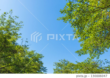 夏の風景　森から見上げた青空と木々11 130886047