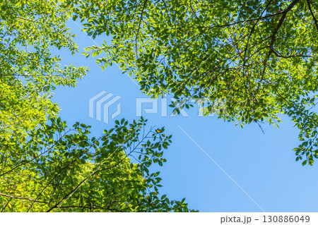 夏の風景 森から見上げた青空と木々13 夏の風景 森から見上げた青空と木々13 130886049