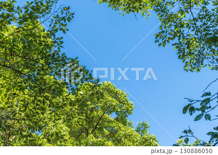 夏の風景 森から見上げた青空と木々14 夏の風景 森から見上げた青空と木々14 130886050