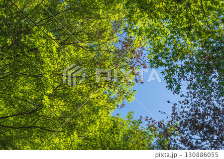 夏の風景 森から見上げた青空と木々20 夏の風景 森から見上げた青空と木々20 130886055