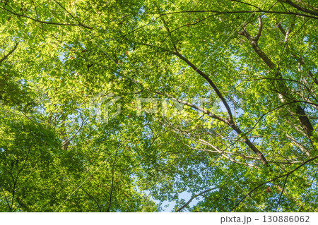 夏の風景 森の木々を見上げる02 夏の風景 森の木々を見上げる02 130886062