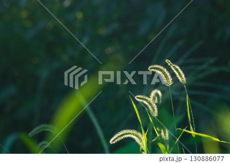 夏の野原で朝日に輝くエノコログサ01 夏の野原で朝日に輝くエノコログサ01 130886077