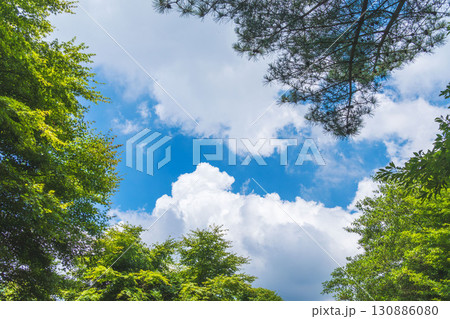 夏山の木々の隙間から空を見上げる0 夏山の木々の隙間から空を見上げる0 130886080