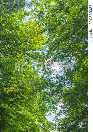 夏山の木々の隙間から空を見上げる06 130886082