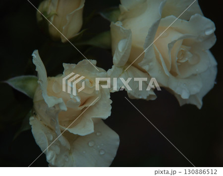 雨上がりの6月に美しく咲いた白色のバラ「パスカリ」 130886512