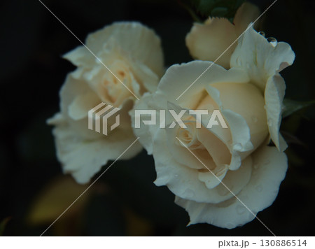 雨上がりの6月に美しく咲いた白色のバラ「パスカリ」 雨上がりの6月に美しく咲いた白色のバラ「パスカリ」 130886514