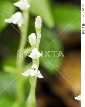 ミヤマウズラのある風景 130886564