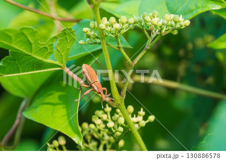 野山にてカツオゾウムシ 130886578