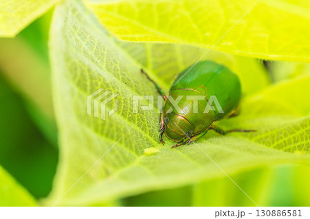 葉に隠れいてるアオドウガネのアップ03 130886581
