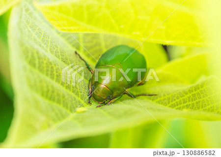 葉に隠れいてるアオドウガネのアップ04 130886582