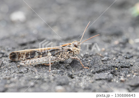 クルマバッタモドキ（褐色型） 130886643
