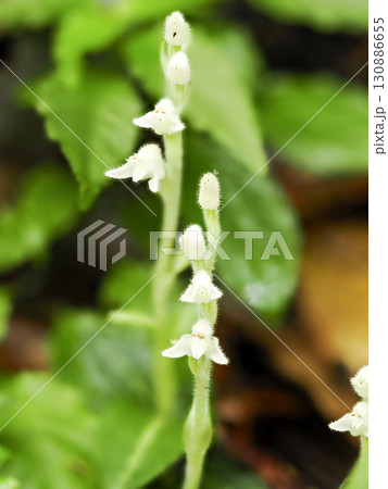 ミヤマウズラのある風景 130886655