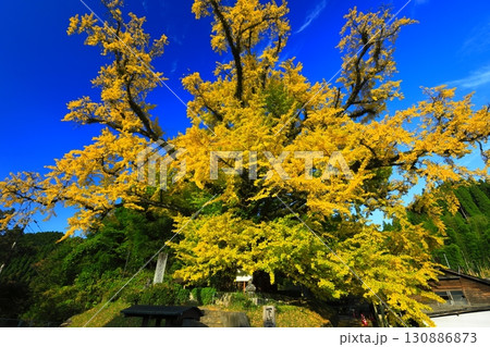 【熊本県】下城の大イチョウの黄葉 【熊本県】下城の大イチョウの黄葉 130886873