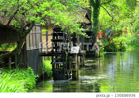 【長野県】大王わさび農場の水車(蓼川) 【長野県】大王わさび農場の水車(蓼川) 130886936