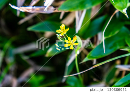 【日本百名山】剣山 登山道脇に咲くニガナ 徳島県三好市 【日本百名山】剣山 登山道脇に咲くニガナ 徳島県三好市 130886951