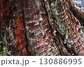美しい文様の古木 130886995