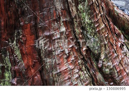 美しい文様の古木 130886995