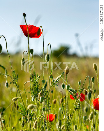 red poppy field. beautiful blooming flowers closeup view under blue sky. wonderful nature background on a sunny day in spring 130887125