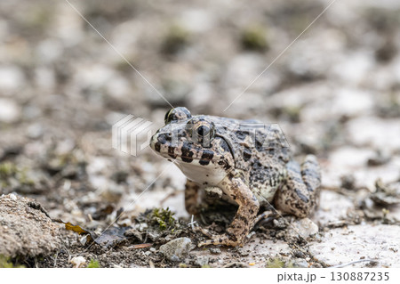 ヌマガエル ヌマガエル 130887235