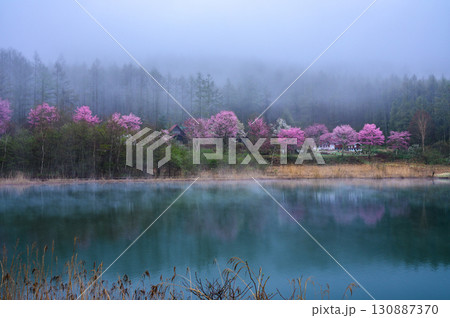 【幽玄な朝】朝霧立つ中牧湖【聖高原】 130887370