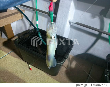 夜釣りで釣り上げた新鮮なイカ・8月 130887445