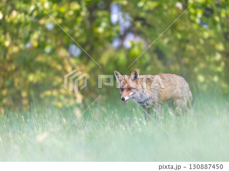 Young red fox standing in the grass. 130887450